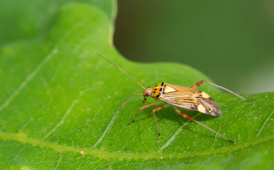 Rhabdomiris striatellus / Gestreepte Eikenblindwants  
