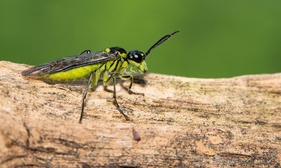 Tenthredo mesomela