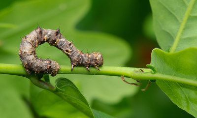 Phigalia pilosaria / Perentak