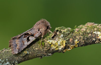 Orthosia gothica / Nunvlinder