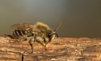 Early Colletes / Grote zijdebij