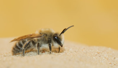 Early Colletes / Grote zijdebij