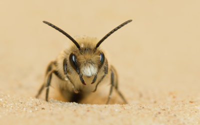 Early Colletes / Grote zijdebij