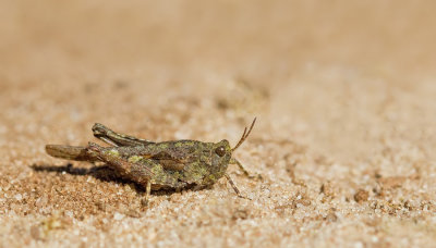 Cepero's groundhopper / Zanddoorntje