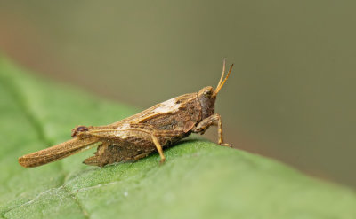 Slender Groundhopper / Zeggendoorntje