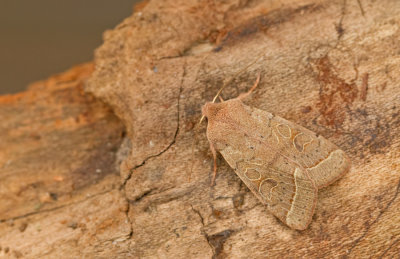 Orthosia cerasi / Tweestreepvoorjaarsuil