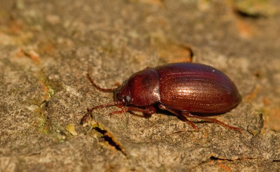 Nalassus laevioctostriatus