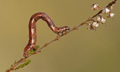 Perconia strigillaria / Gestreepte bremspanner 