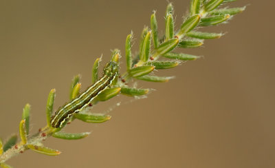Xestia agathina / Late heide-uil