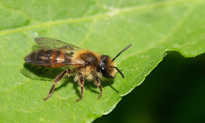 Bryony Mining Bee / Heggenrankbij