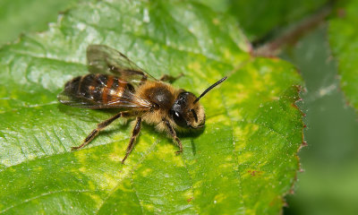 Bryony Mining Bee / Heggenrankbij