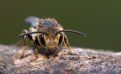 Coelioxys elongatus / Slanke kegelbij