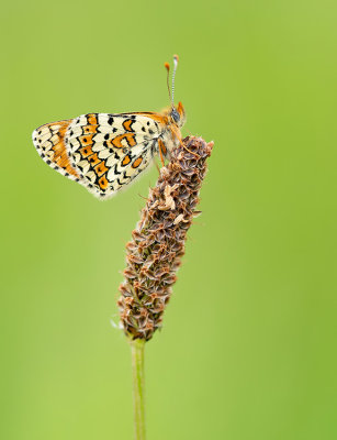 Glanville Fritillary / Veldparelmoervlinder