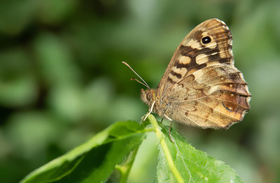 Speckled Wood / Bont zandoogje