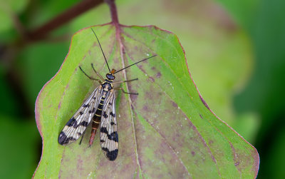 Panorpa vulgaris / Weideschorpioenvlieg