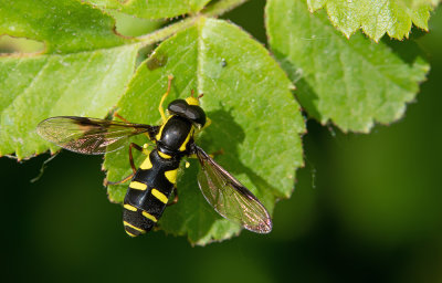 Xanthogramma pedissequum / Gewone citroenzweefvlieg