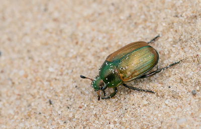 Anomala dubia