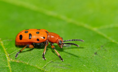 Crioceris duodecimpunctata / Rode aspergekever