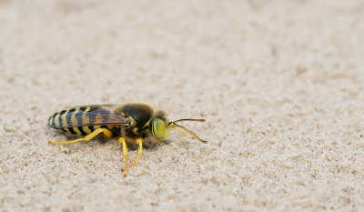 Bembix rostrata / Harkwesp