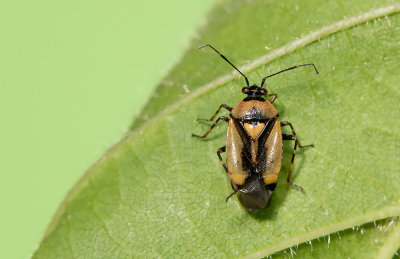 Deraeocoris cordiger / Geel-zwarte halsbandwants