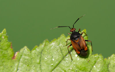 Deraeocoris ruber / Rode halsbandwants