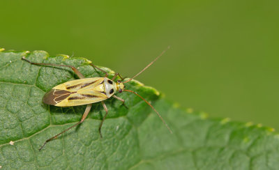 Stenotus binotatus / Grasbloemwants