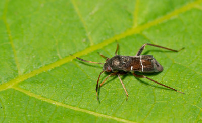 Pilophorus perplexus / Gewone mierwants