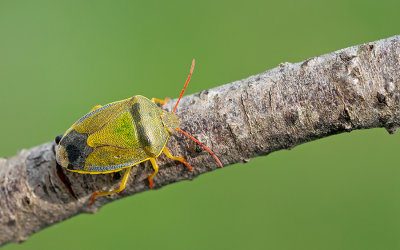 Piezodorus lituratus / Bremschildwants