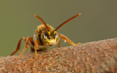 Flavous Nomad Bee / Gewone wespbij