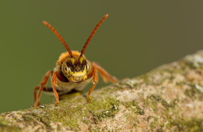 Flavous Nomad Bee / Gewone wespbij