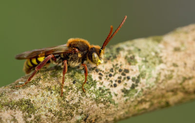 Flavous Nomad Bee / Gewone wespbij