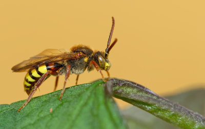 Flavous Nomad Bee / Gewone wespbij