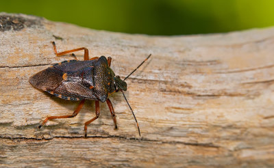 Pinthaeus sanguinipes / Bloedpootschildwants