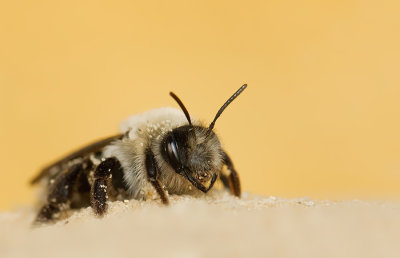 Grey-backed Mining-bee / Grijze zandbij 
