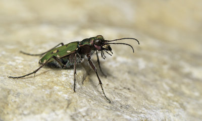 Green tiger beetle / Groene zandloopkever
