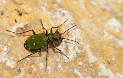 Green tiger beetle / Groene zandloopkever