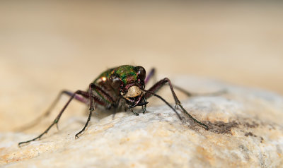 Green tiger beetle / Groene zandloopkever