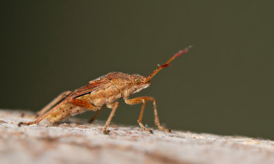 Stictopleurus abutilon / Brilglasvleugelwants