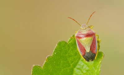 Piezodorus lituratus / Bremschildwants