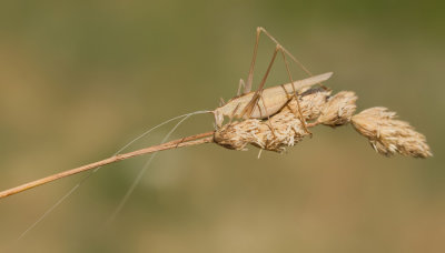 Tylopsis lilifolia / Witsprietsikkelsprinkhaan