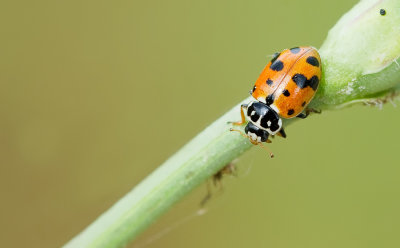 Hippodamia variegata / Ruigtelieveheersbeestje
