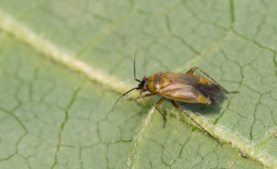 Plagiognathus arbustorum / Streepdijblindwants