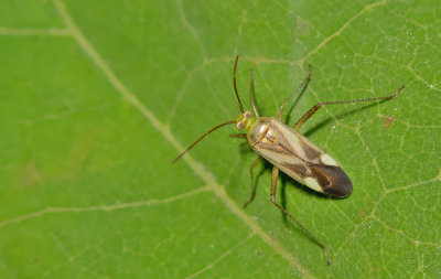 Adelphocoris lineolatus / Luzernesierblindwants