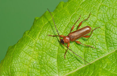 Phymatodes testaceus / Veranderlijke boktor