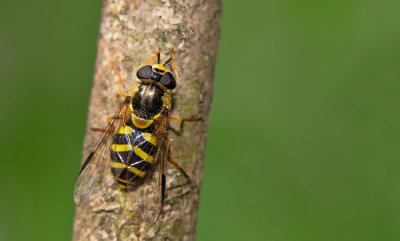 Dasysyrphus albostriatus / Bretel-wimperzweefvlieg