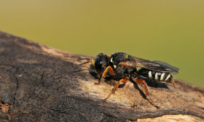 Lestica alata / Ivoorwesp