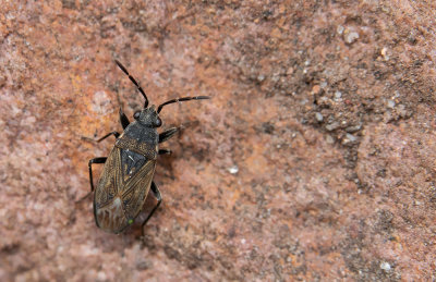 Peritrechus geniculatus / Sombere dartelwants 