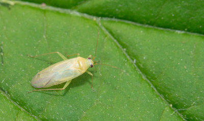 Orthotylus tenellus / Eikensteilneus