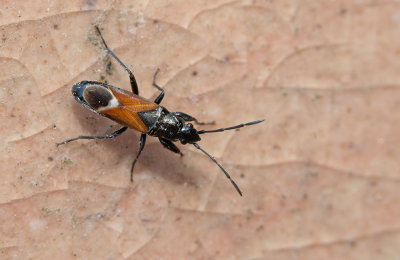 Pterotmetus staphyliniformis / Kortschildkeverwants