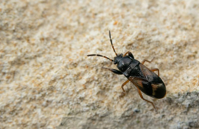 Megalonotus praetextatus / Glanzende grootrug